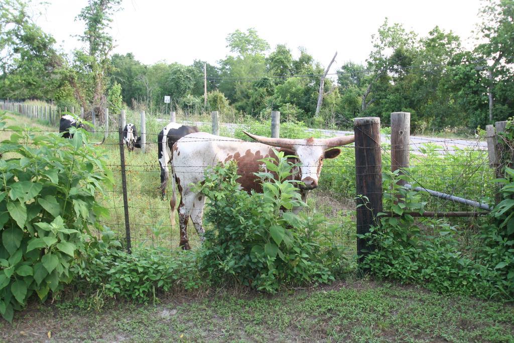 Onion Creek Cottage Austin Ngoại thất bức ảnh