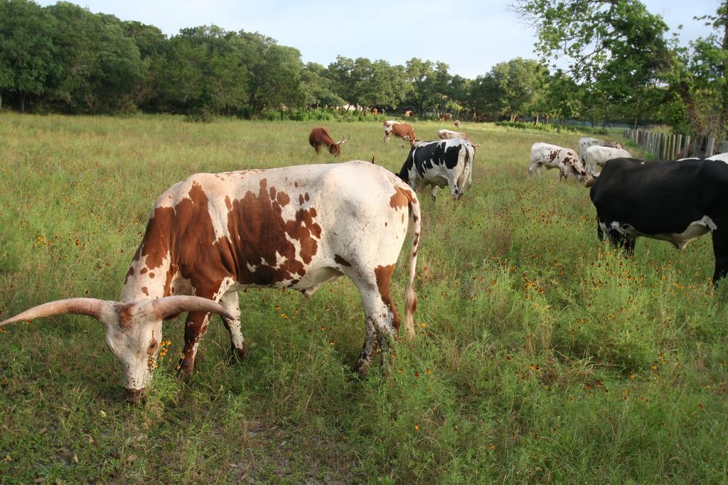 Onion Creek Cottage Austin Ngoại thất bức ảnh